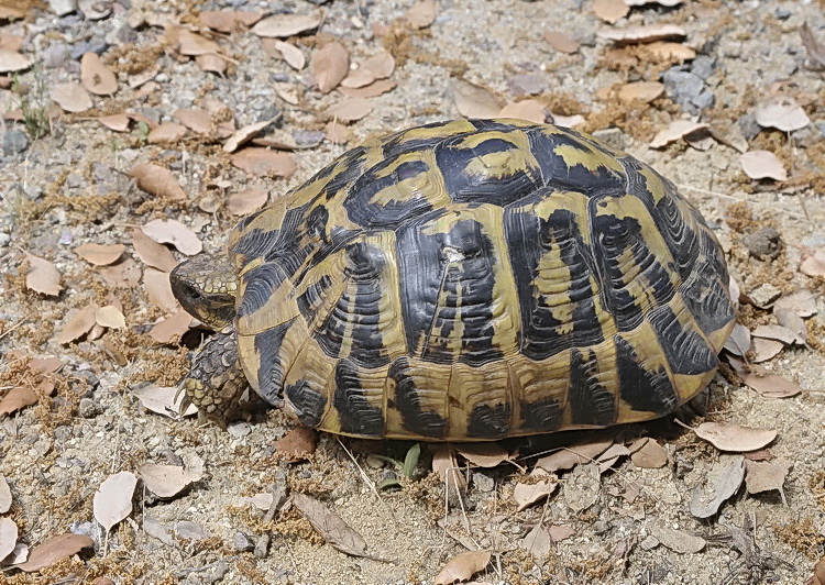 Testudo hermanni hermanni -Tartaruga corsa - A cuppulata